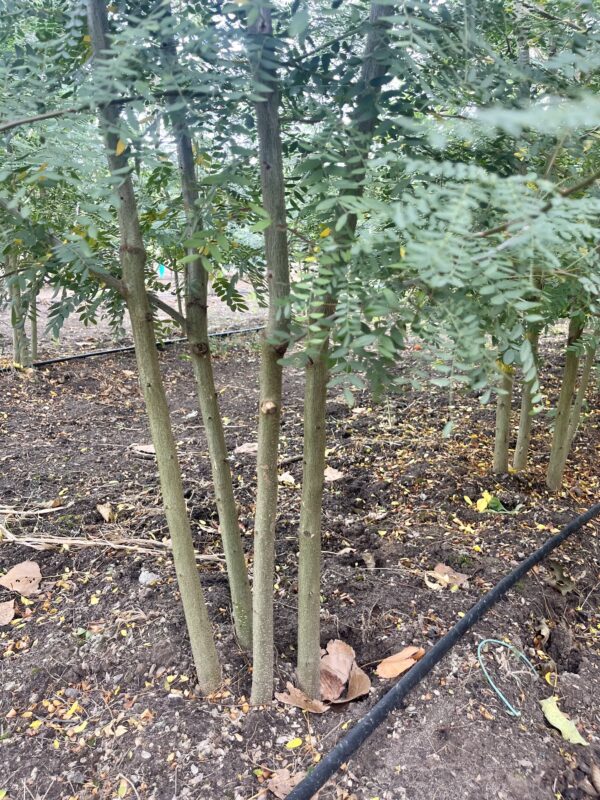 Gleditsia triacanthos ‘Inermis’ - Afbeelding 2