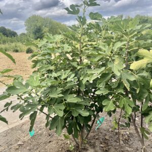 Ficus carica ‘Brown Turkey’