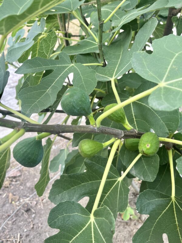 Ficus carica ‘Brown Turkey’ - Afbeelding 3