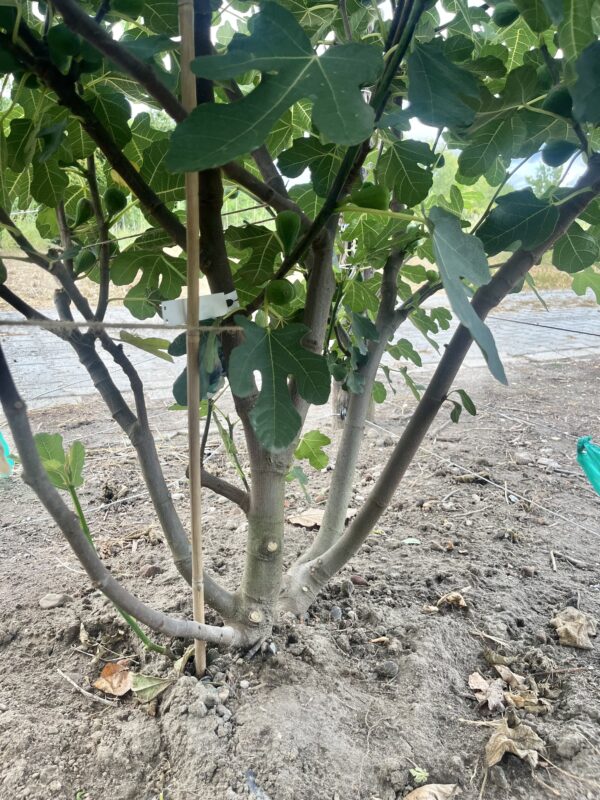 Ficus carica ‘Brown Turkey’ - Afbeelding 2
