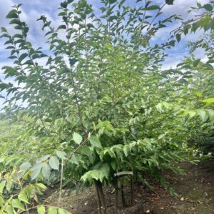 Ostrya carpinifolia