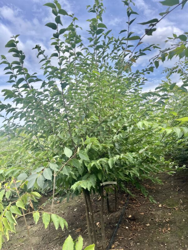 Ostrya carpinifolia