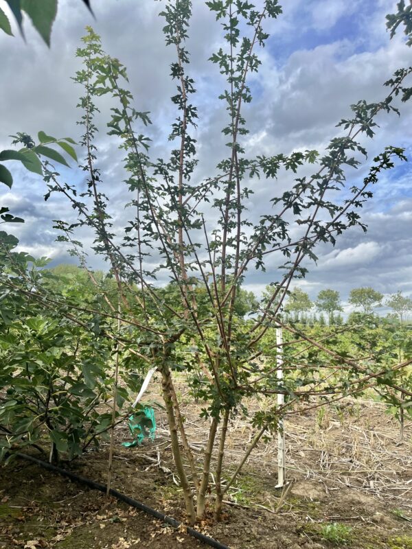 Acer campestre - Afbeelding 2