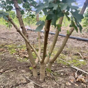 Acer campestre