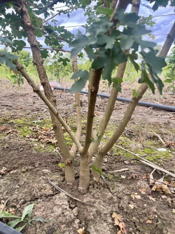 Acer campestre