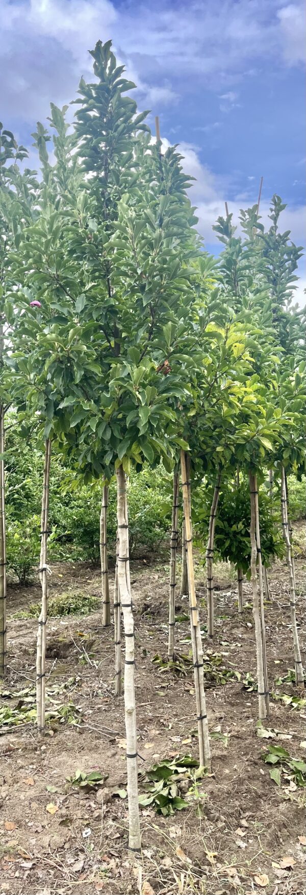 Magnolia ‘Susan’