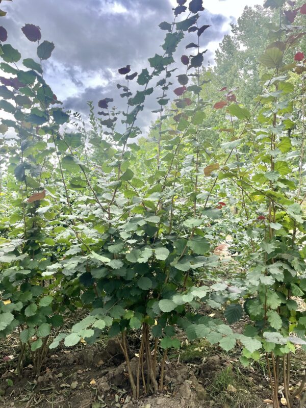 Corylus maxima ‘Purpurea’ - Afbeelding 2