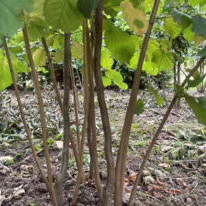 Corylus maxima ‘Purpurea’