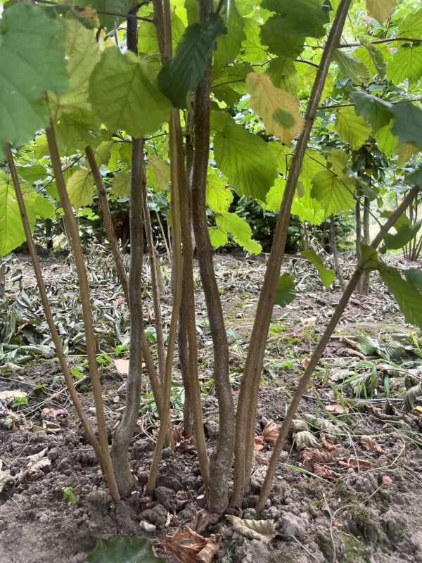 Corylus maxima ‘Purpurea’
