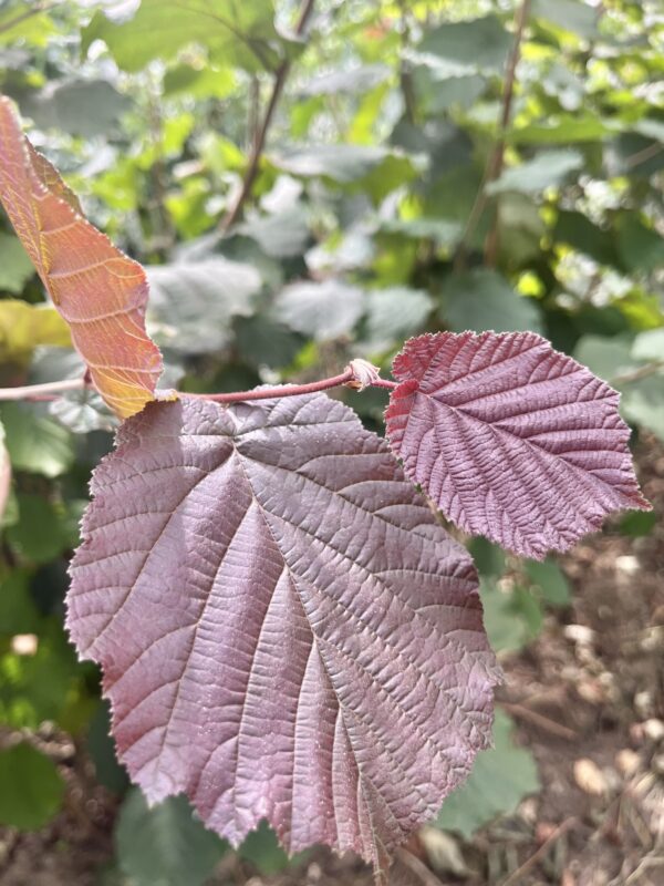 Corylus maxima ‘Purpurea’ - Afbeelding 3