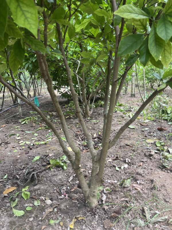 Magnolia ‘Susan’ - Afbeelding 3