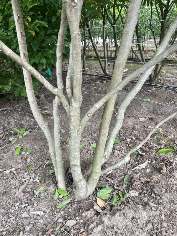 Magnolia ‘Susan’ - Afbeelding 2