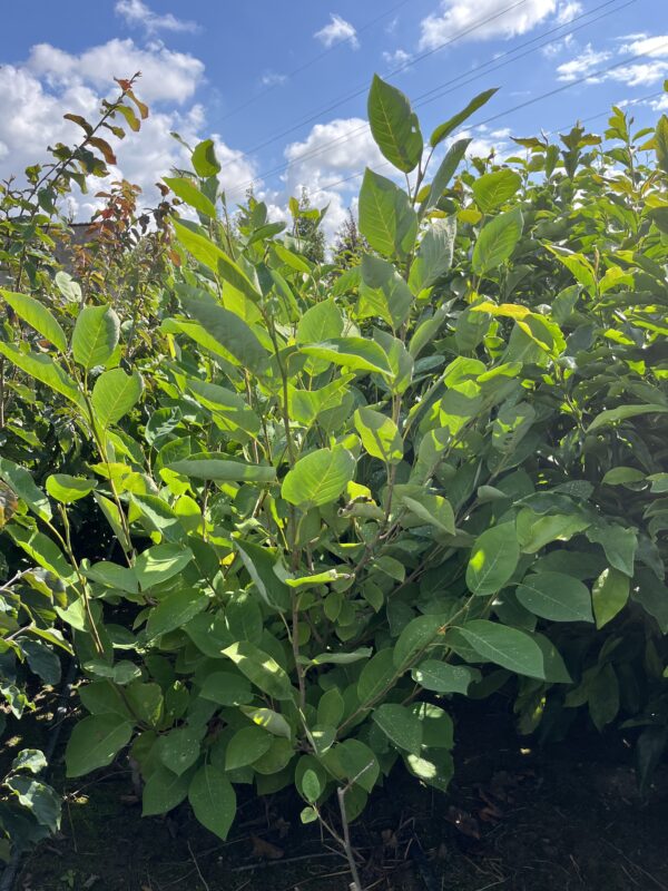 Magnolia sieboldii - Afbeelding 8