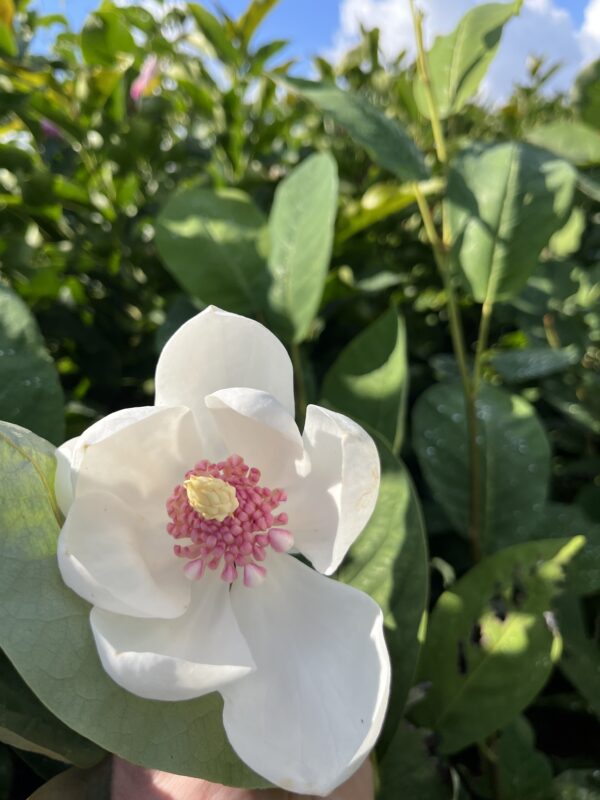 Magnolia sieboldii