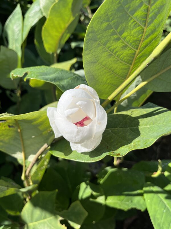 Magnolia sieboldii - Afbeelding 4