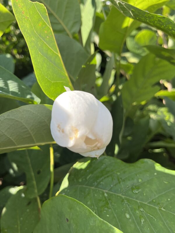 Magnolia sieboldii - Afbeelding 3