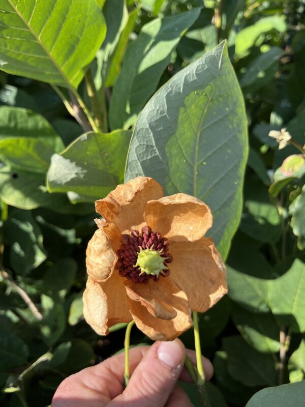 Magnolia sieboldii - Afbeelding 6