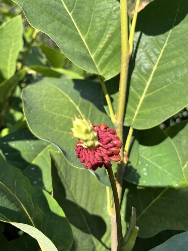 Magnolia sieboldii - Afbeelding 7