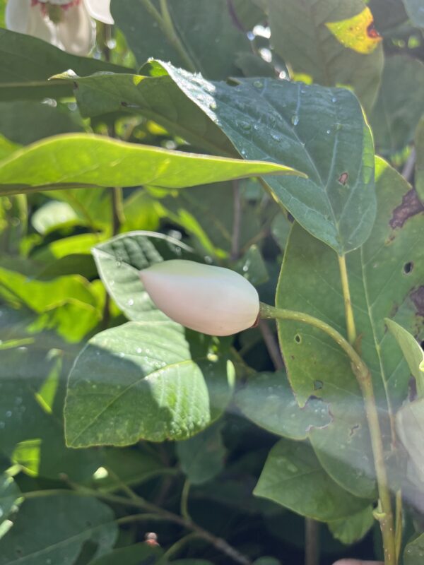 Magnolia sieboldii - Afbeelding 2