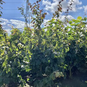 Parrotia persica