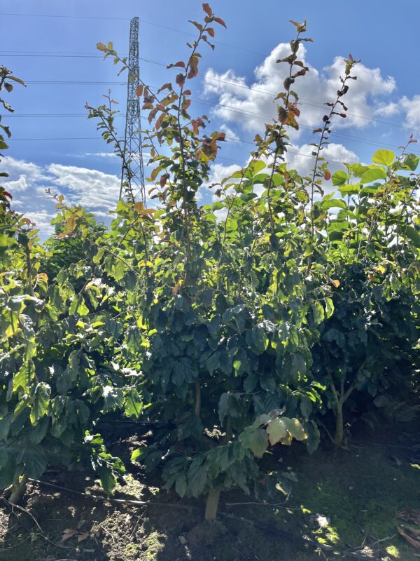 Parrotia persica