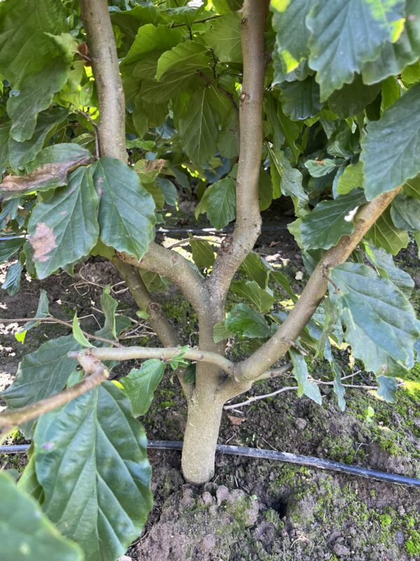 Parrotia persica - Afbeelding 2