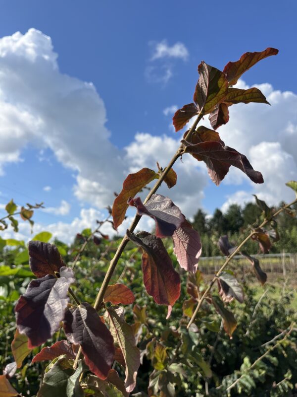 Parrotia persica - Afbeelding 3