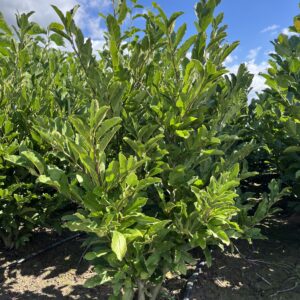Magnolia stellata