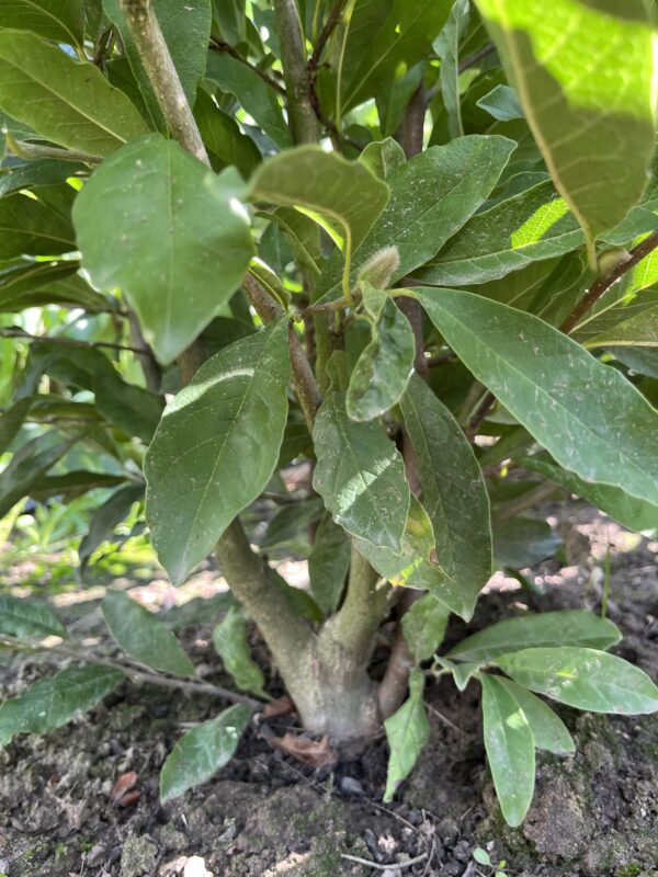 Magnolia stellata - Afbeelding 2