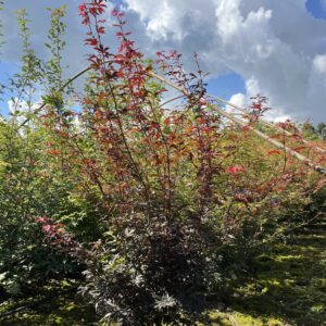Acer palmatum ‘Skeeter’s Broom’