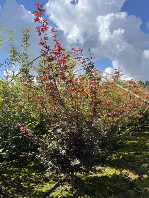 Acer palmatum ‘Skeeter’s Broom’