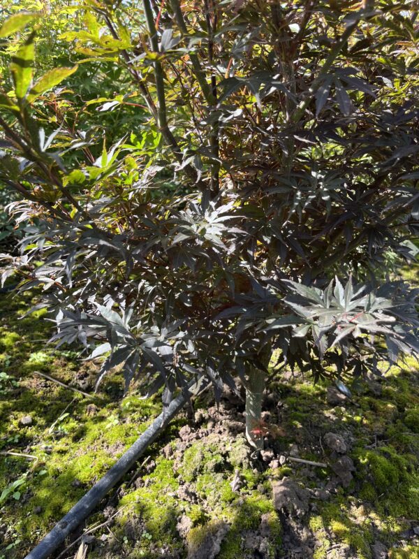 Acer palmatum ‘Skeeter’s Broom’ - Afbeelding 2