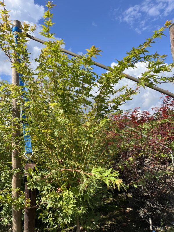 Acer palmatum ‘Sangokaku’ - Afbeelding 2