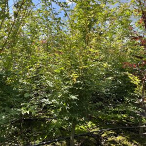 Acer palmatum ‘Sangokaku’