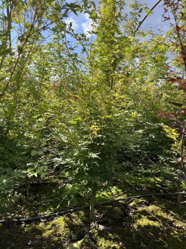 Acer palmatum ‘Sangokaku’