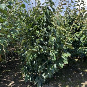 Parrotia persica ‘Vanessa’