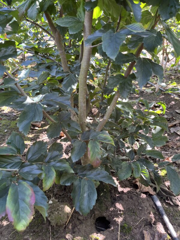 Parrotia persica ‘Vanessa’ - Afbeelding 2