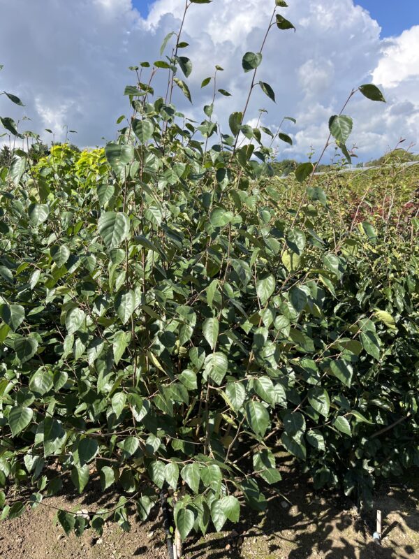Betula utilis ‘Doorenbos’ - Afbeelding 2