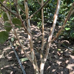 Betula utilis ‘Doorenbos’