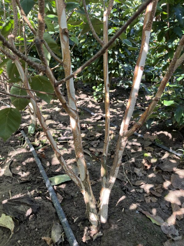 Betula utilis ‘Doorenbos’