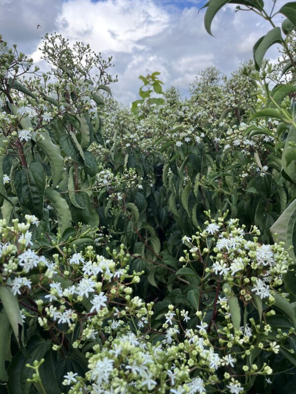 Heptacodium miconioides - Afbeelding 2