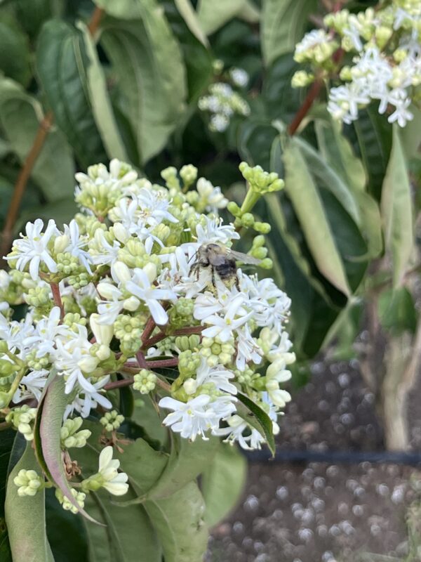 Heptacodium miconioides - Afbeelding 3