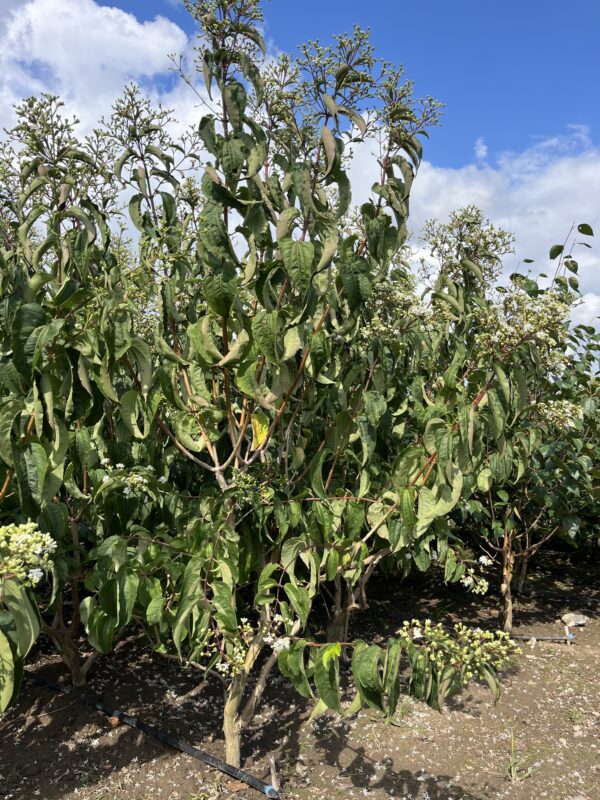 Heptacodium miconioides - Afbeelding 5