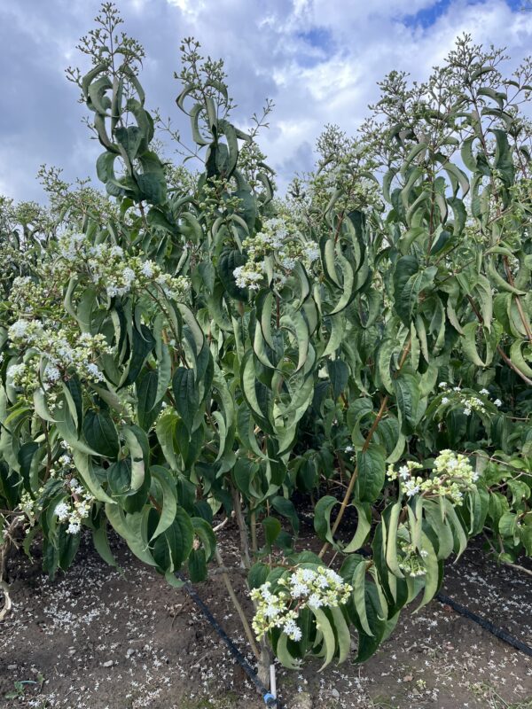 Heptacodium miconioides - Afbeelding 4