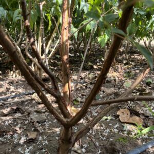 Acer griseum