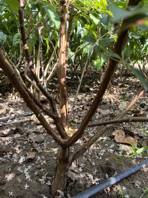 Acer griseum