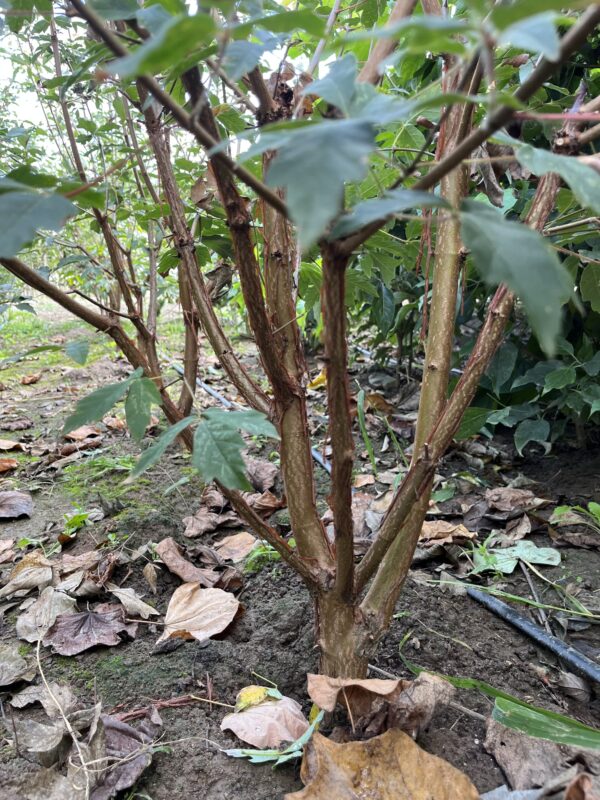 Heptacodium miconioides - Afbeelding 7