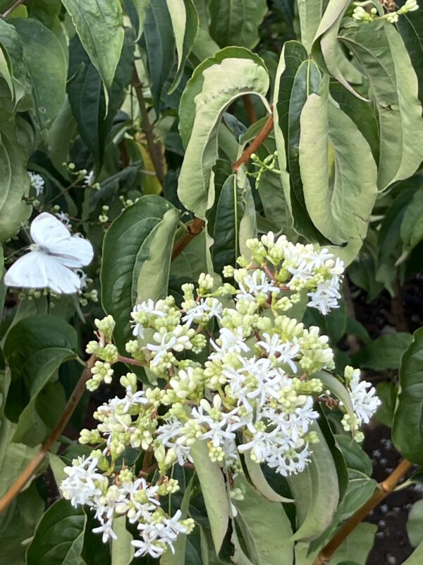 Heptacodium miconioides - Afbeelding 6