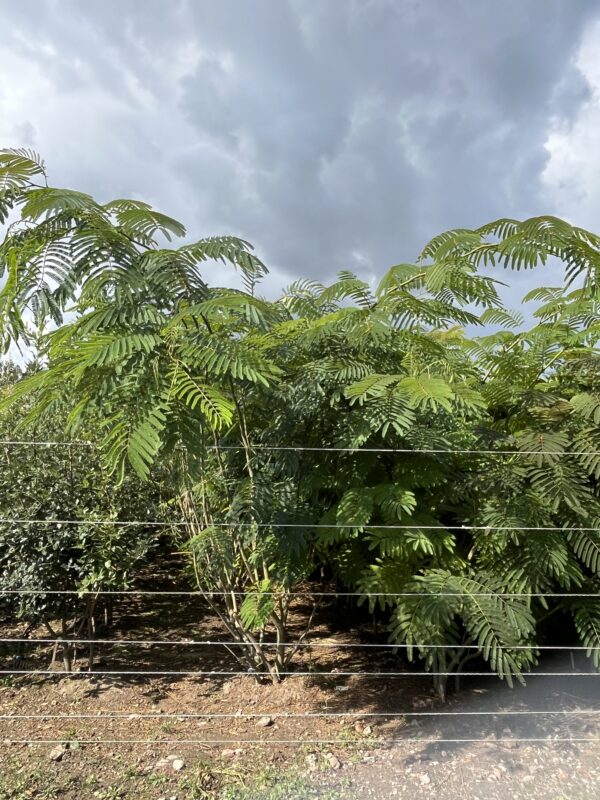 Albizia julibrissin - Afbeelding 2