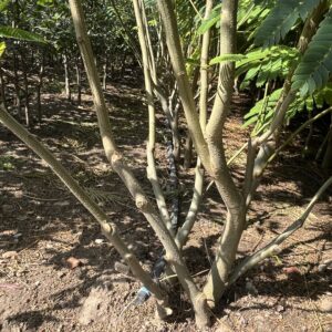 Albizia julibrissin